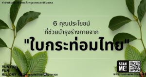 6 คุณประโยชน์ที่ช่วยบำรุงร่างกายจากใบกระท่อมไทย