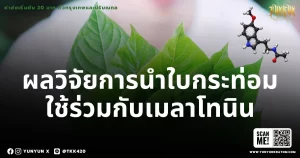 ผลวิจัยการนำใบกระท่อมใช้ร่วมกับเมลาโทนิน