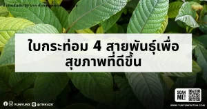 ใบกระท่อม 4 สายพันธุ์เพื่อสุขภาพที่ดีขึ้น