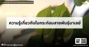 ความรู้เกี่ยวกับใบกระท่อมสายพันธุ์มาเลย์