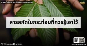 สารสกัดใบกระท่อมที่ควรรู้เอาไว้