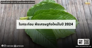 ใบกระท่อม พืชเศรษฐกิจใหม่ในปี 2024